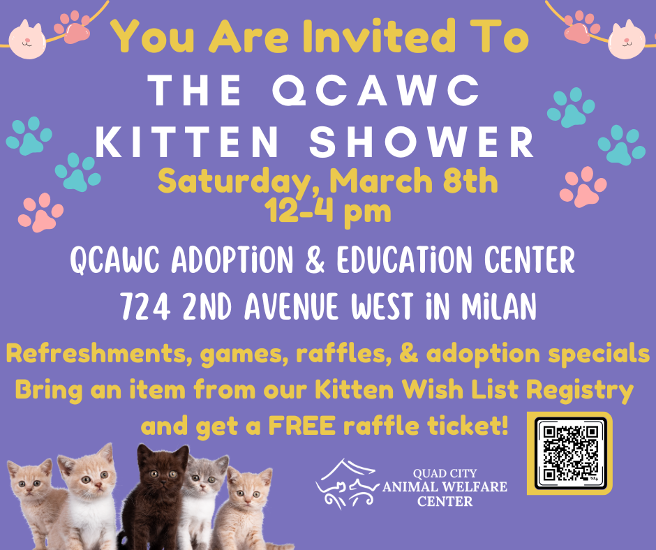 Kitten shower facebook 5